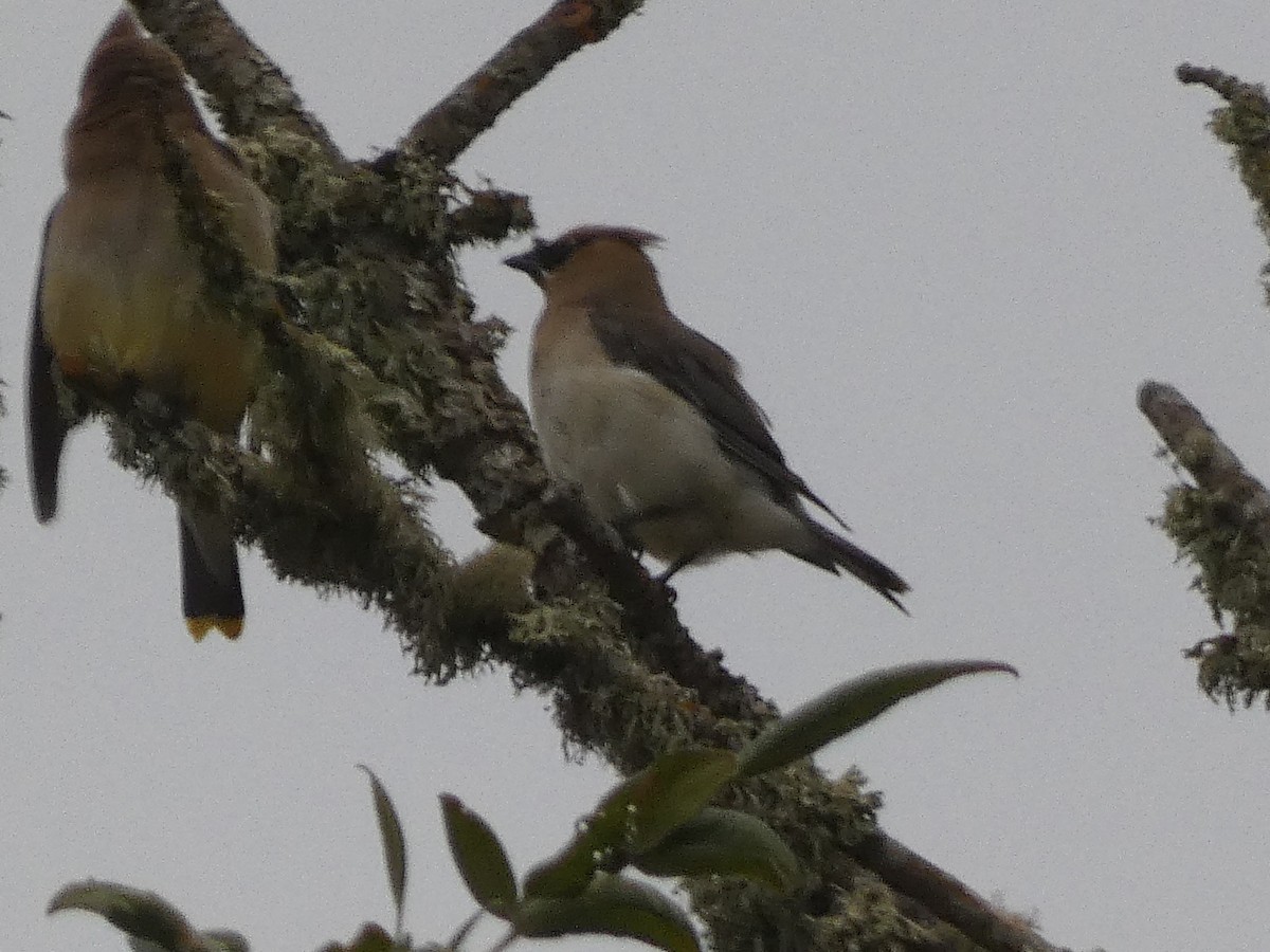 Cedar Waxwing - ML608041501