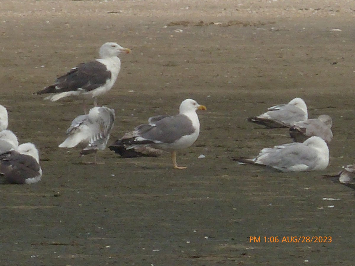 Lesser Black-backed Gull - ML608041981