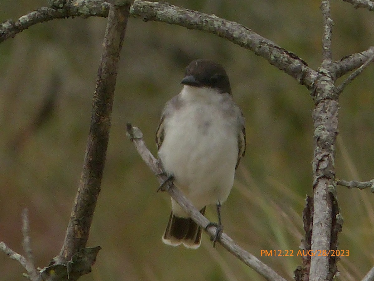 Eastern Kingbird - ML608042181