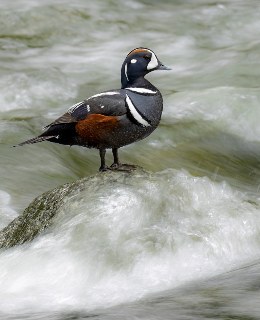 Harlequin Duck - ML608043351