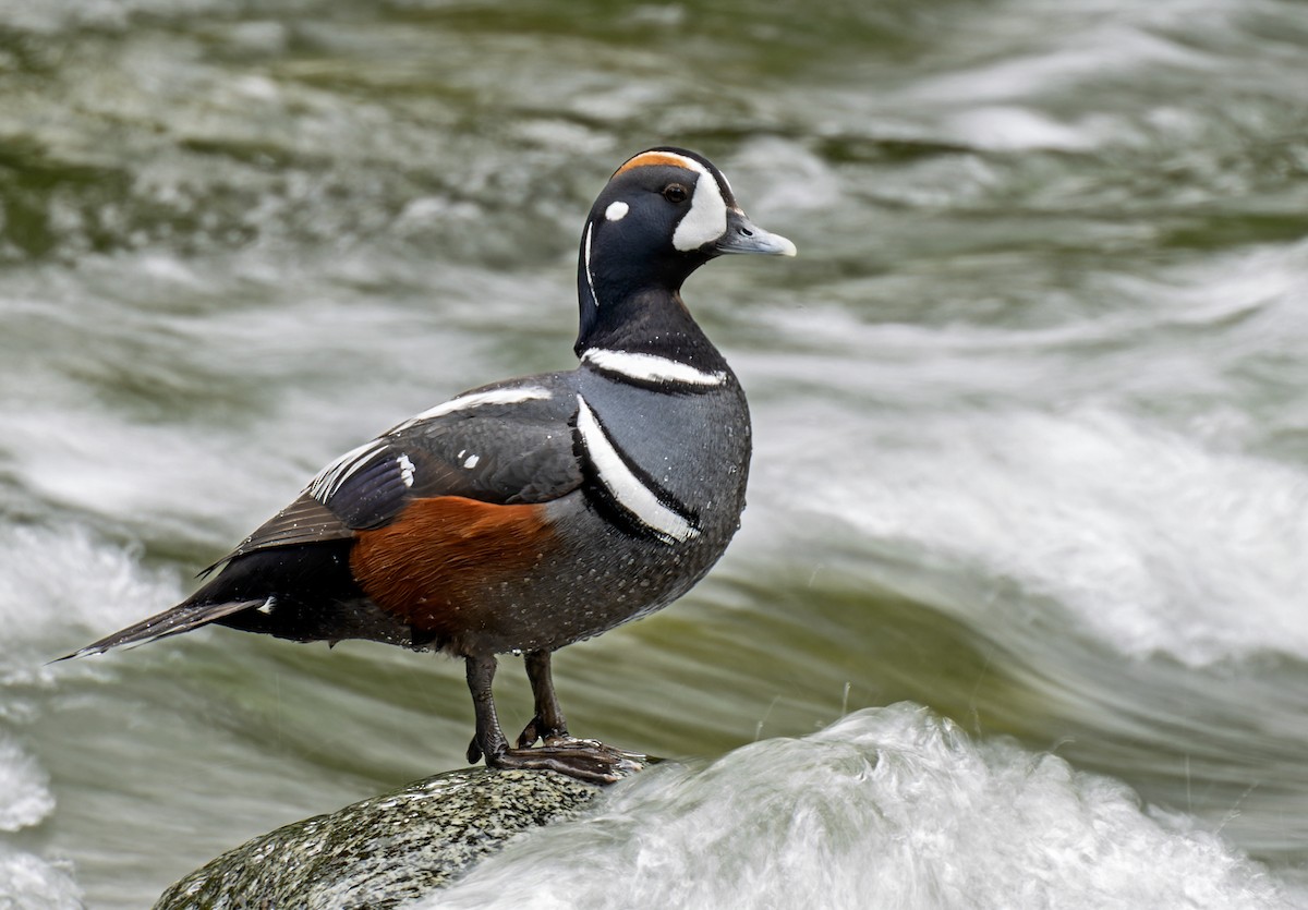 Harlequin Duck - ML608043361