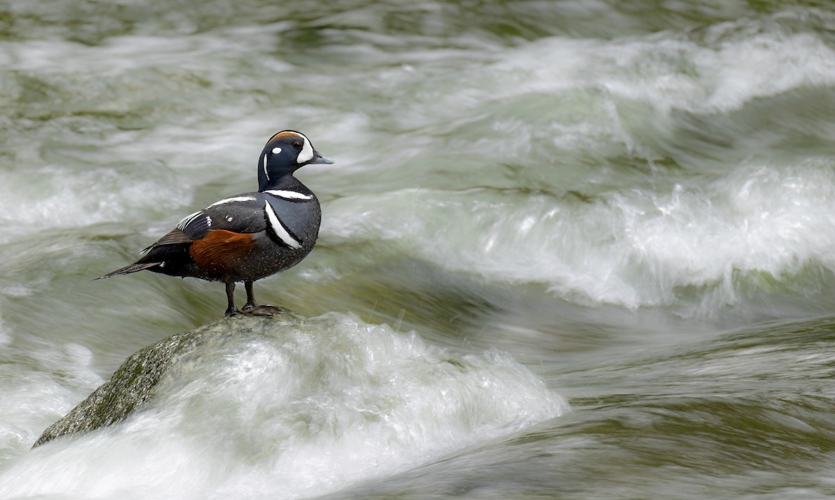 Harlequin Duck - Lars Petersson | My World of Bird Photography