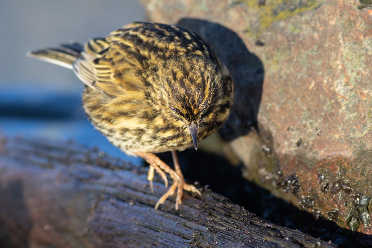 South Georgia Pipit - Max  Chalfin-Jacobs