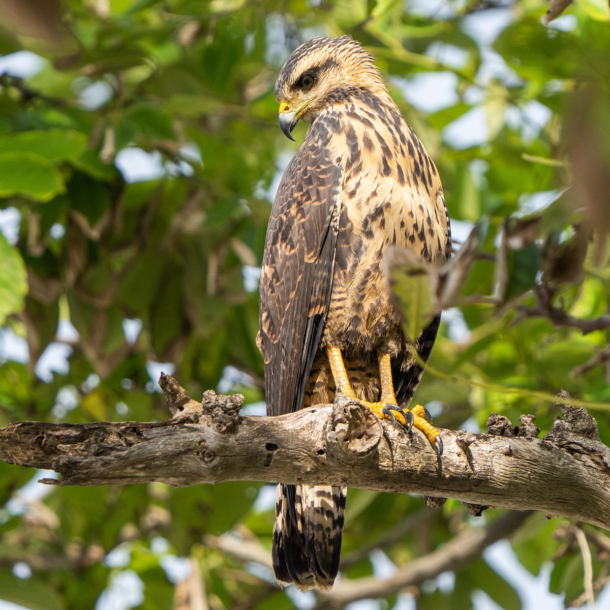 Great Black Hawk - ML608046231