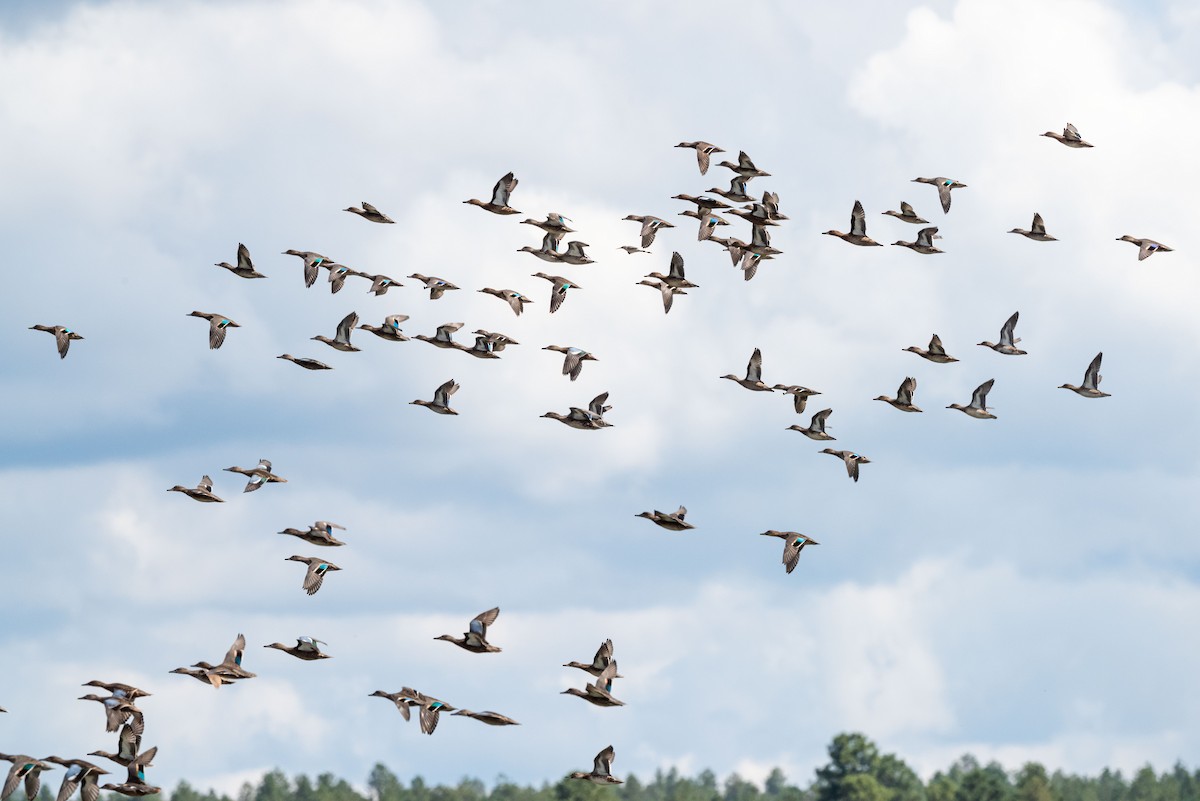 Green-winged Teal - Mike Thompson