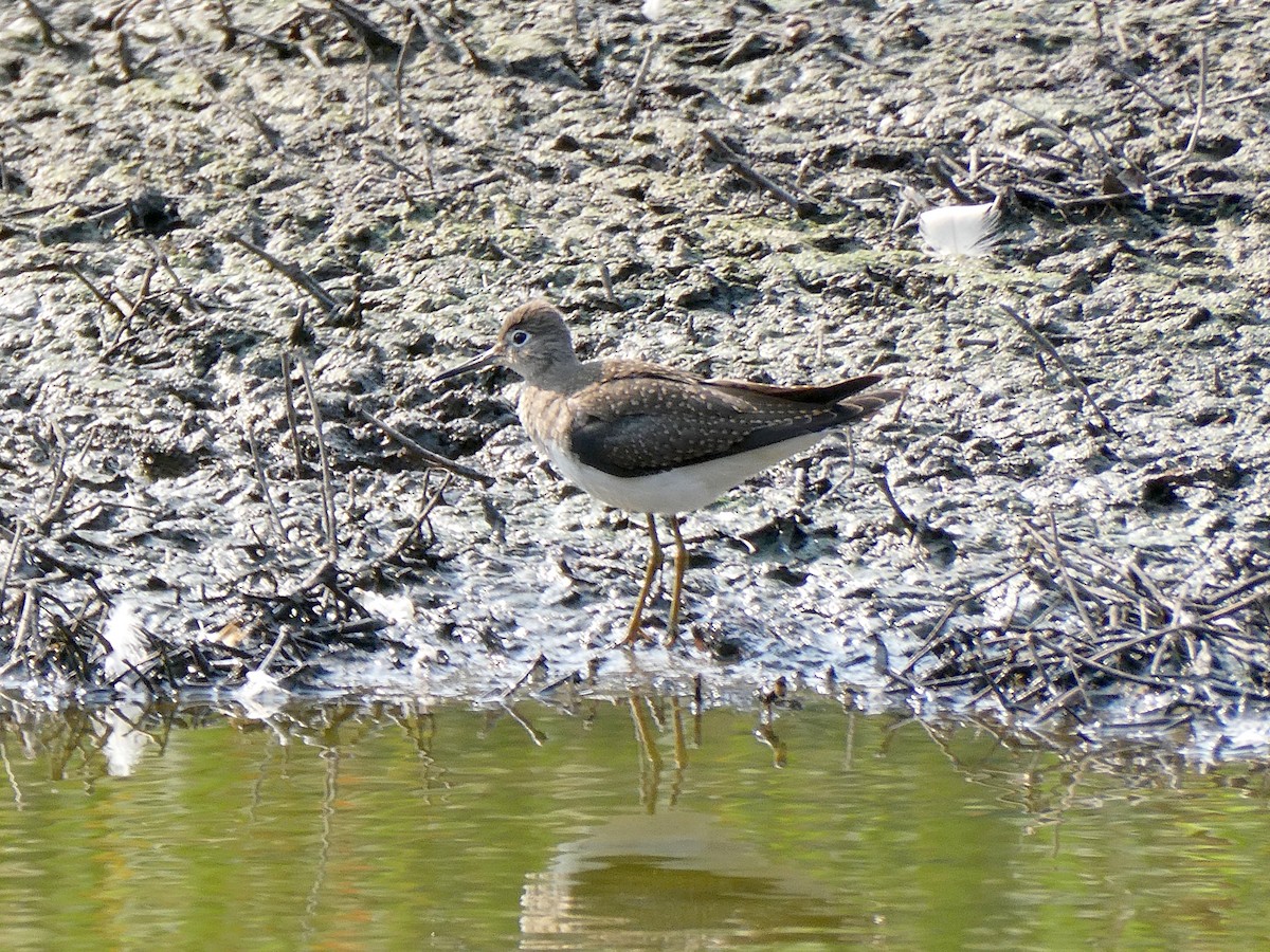 Solitary Sandpiper - Farshad Pourmalek