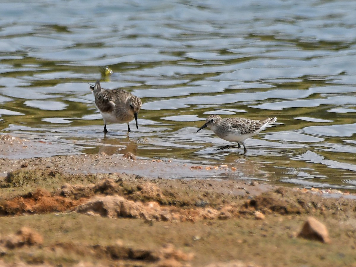 Baird's Sandpiper - ML608046561