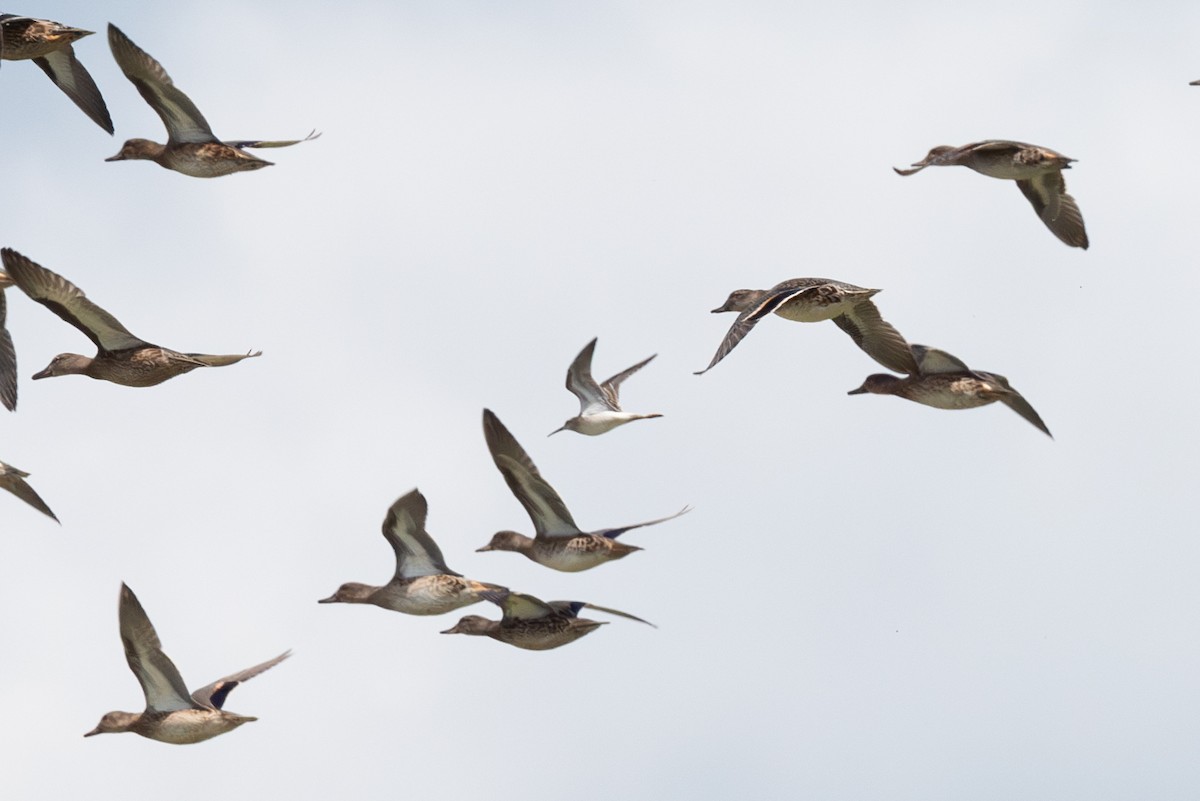 Stilt Sandpiper - Mike Thompson