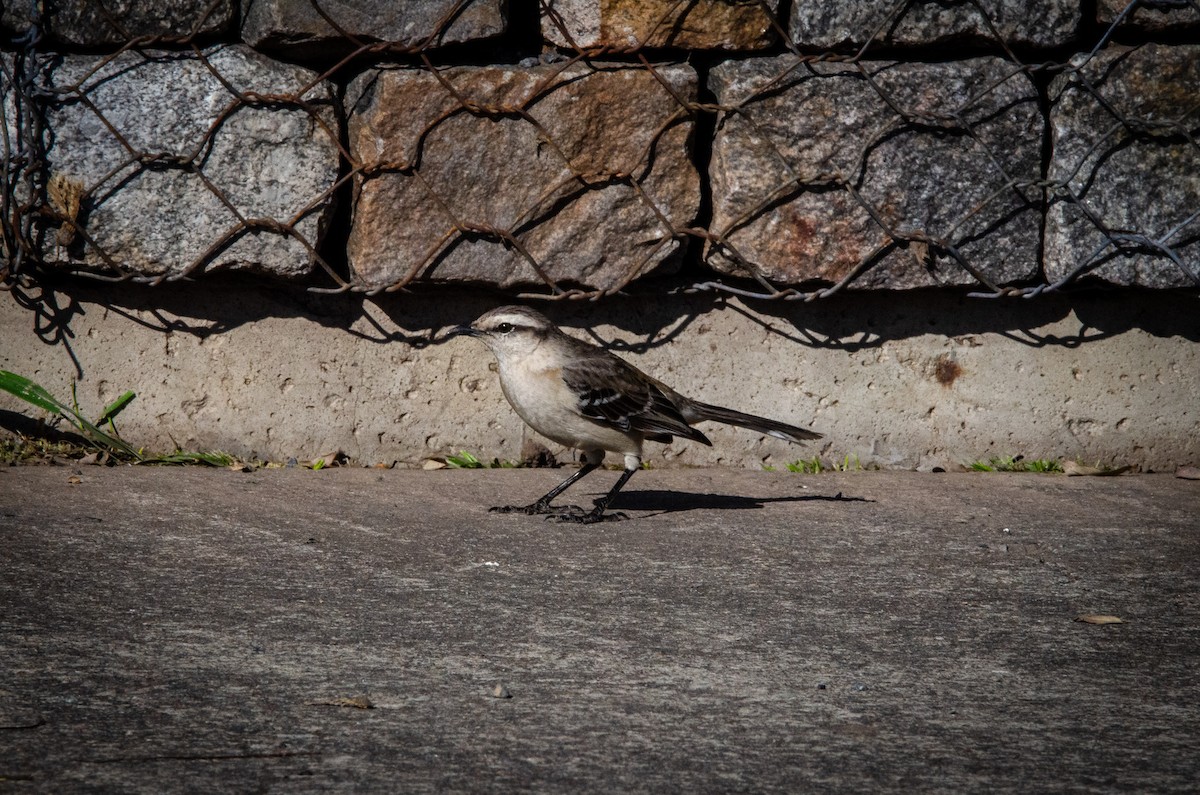 Chalk-browed Mockingbird - Francisco Gambino