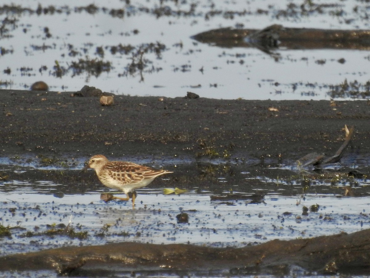 Least Sandpiper - Elizabeth Stone