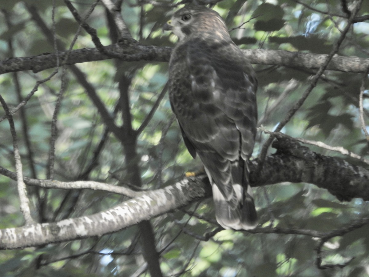 Broad-winged Hawk - ML608048021