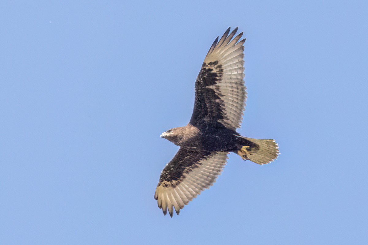 Ferruginous Hawk - ML608048051