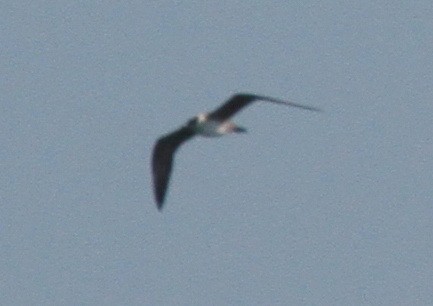 Long-tailed Jaeger - ML608048591