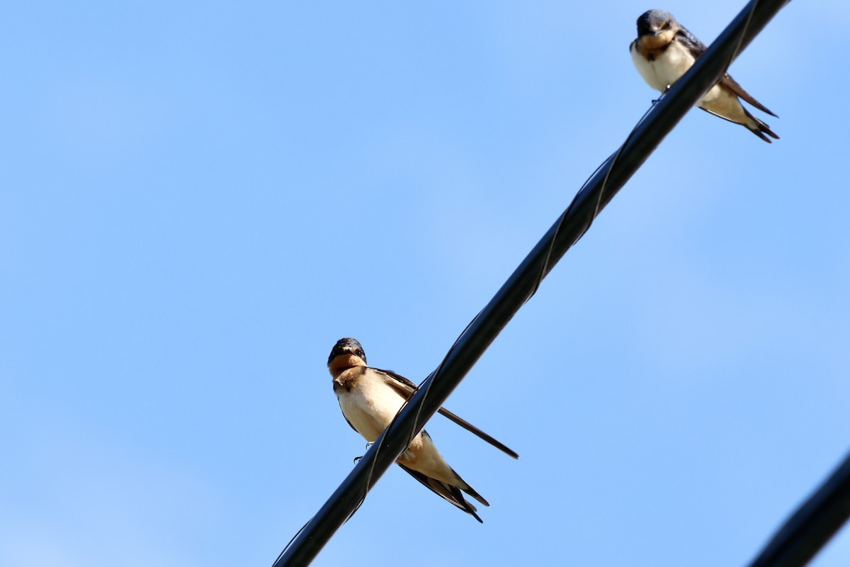 Barn Swallow - ML608048621