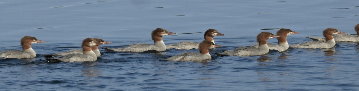 Common Merganser - ML608048971