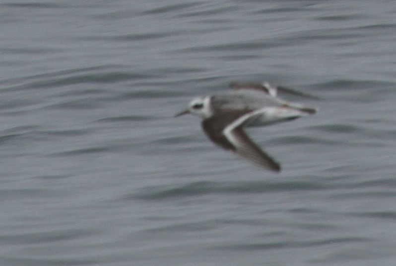 Phalarope à bec large - ML608049351