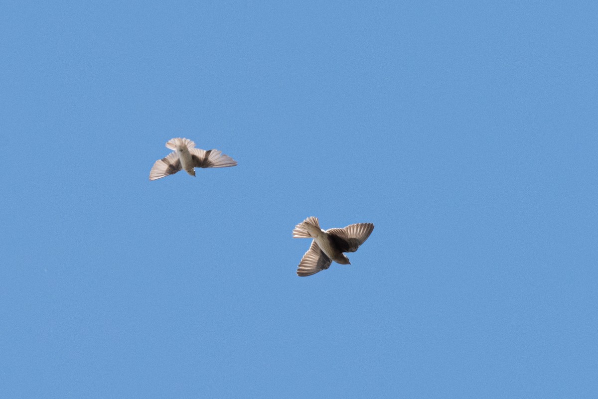 Purple Martin - ML608050441