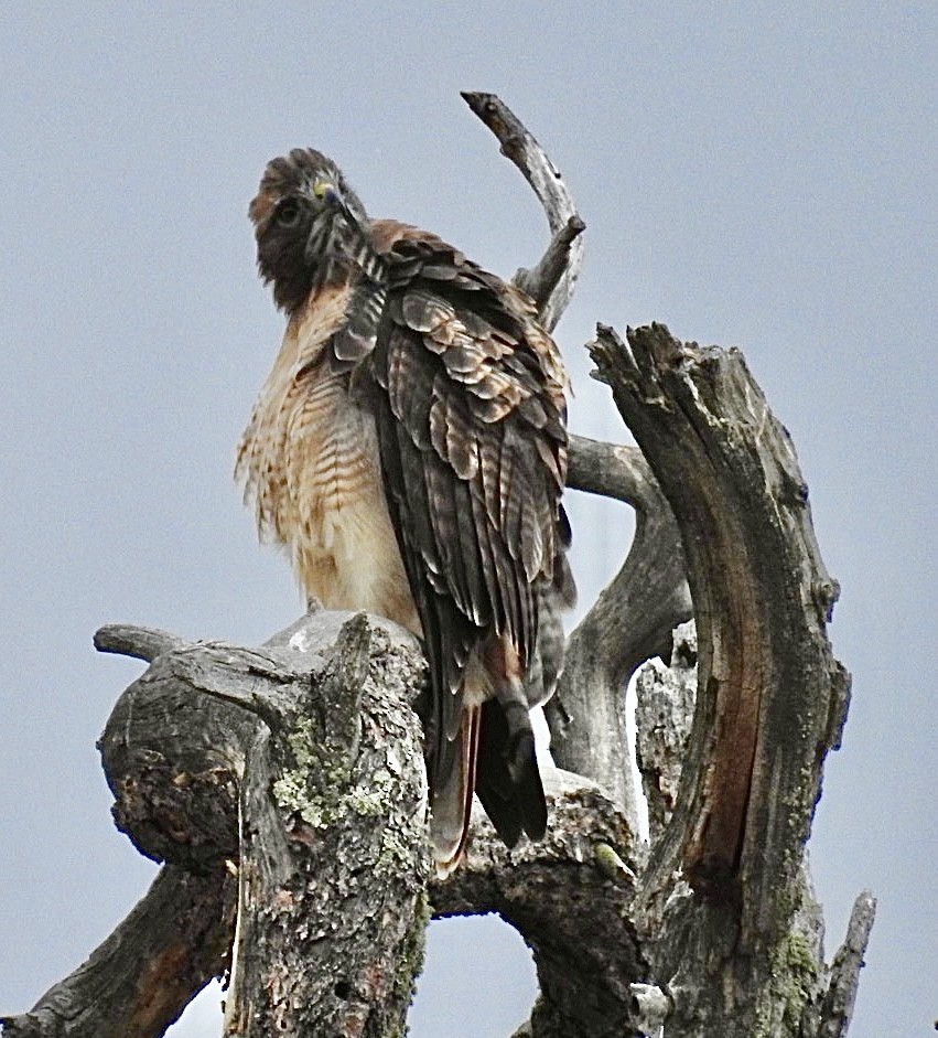 Red-tailed Hawk - ML608050691