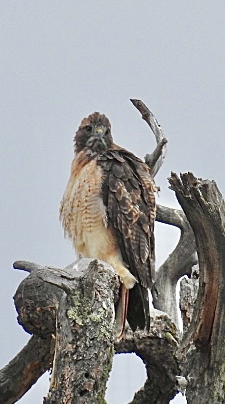 Red-tailed Hawk - ML608050851