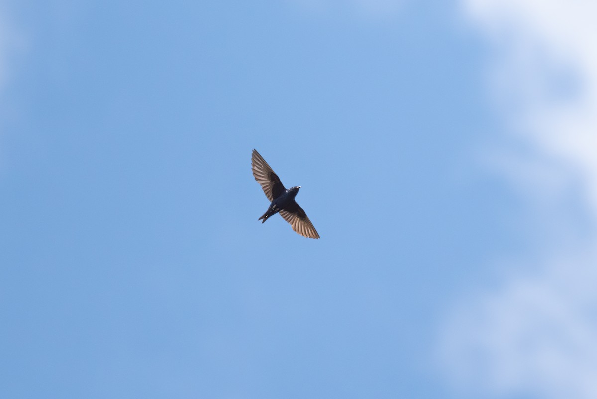 Purple Martin - ML608051221