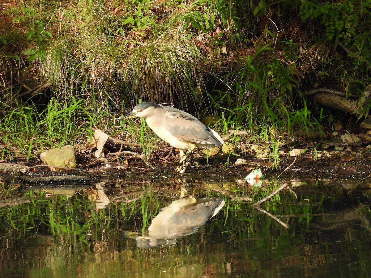 Black-crowned Night Heron - ML608051531