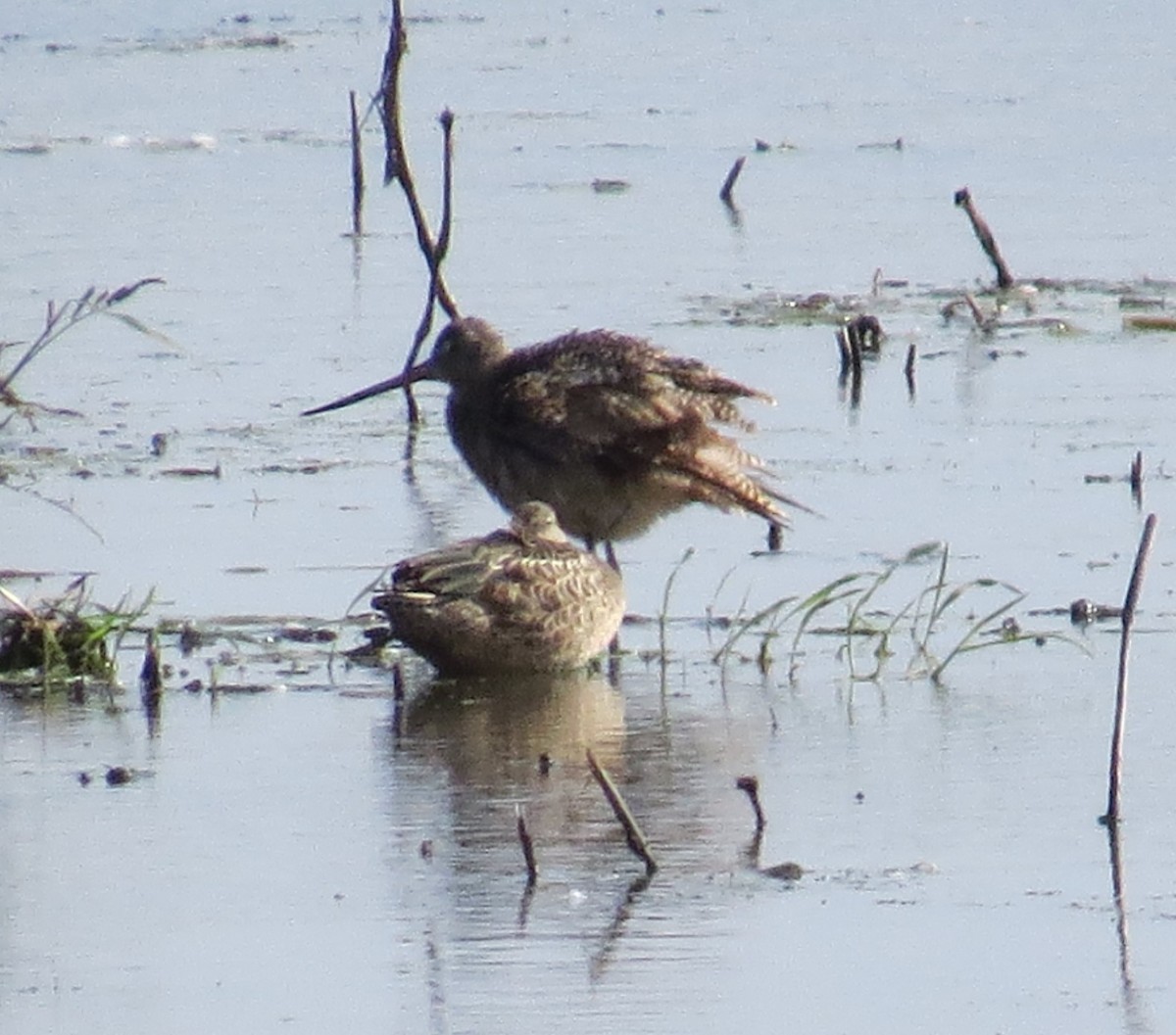 Marbled Godwit - ML608051961