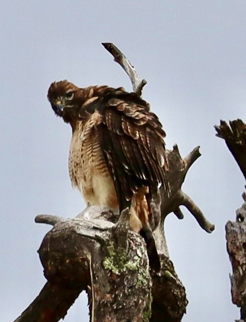 Red-tailed Hawk - ML608052351