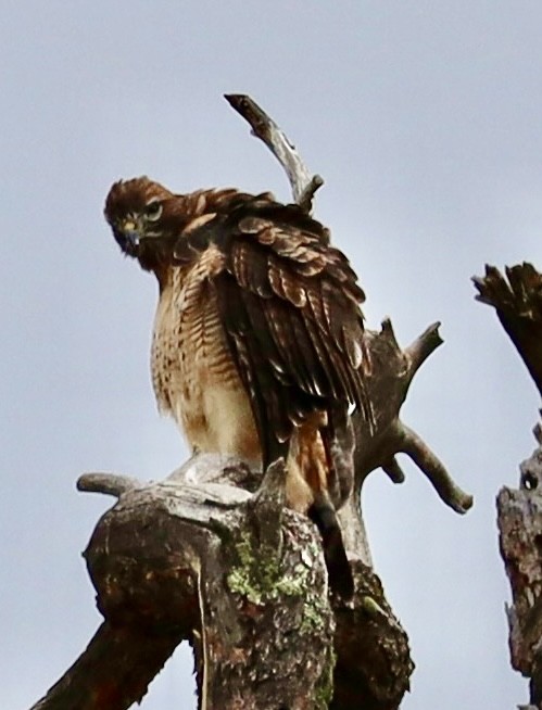 Red-tailed Hawk - Mohini Rawool-Sullivan