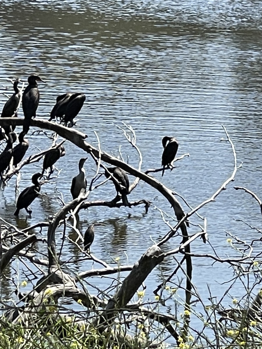 Cormoran à aigrettes - ML608053081