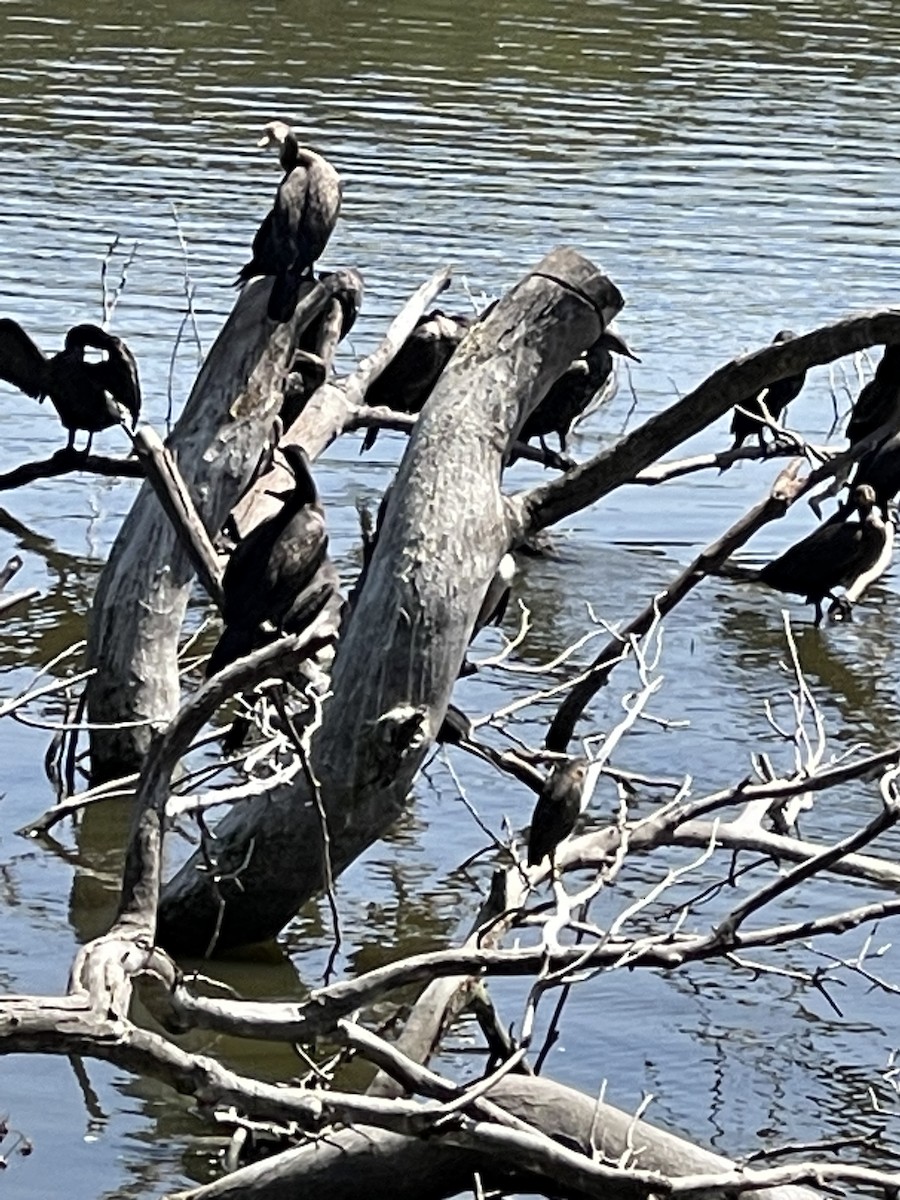 Double-crested Cormorant - Mary Clifford