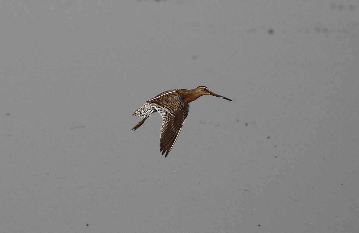 Short-billed Dowitcher - ML608053111