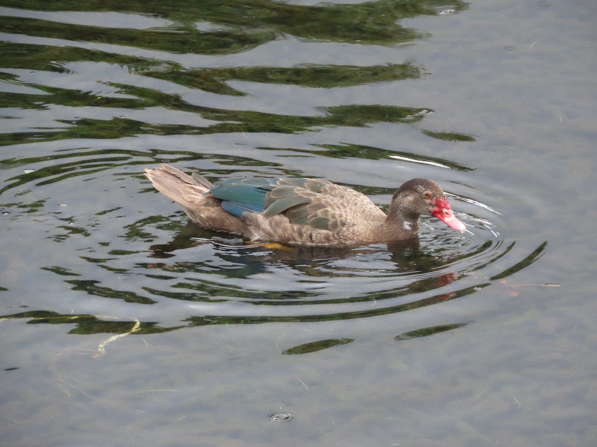 Muscovy Duck (Domestic type) - ML608055231