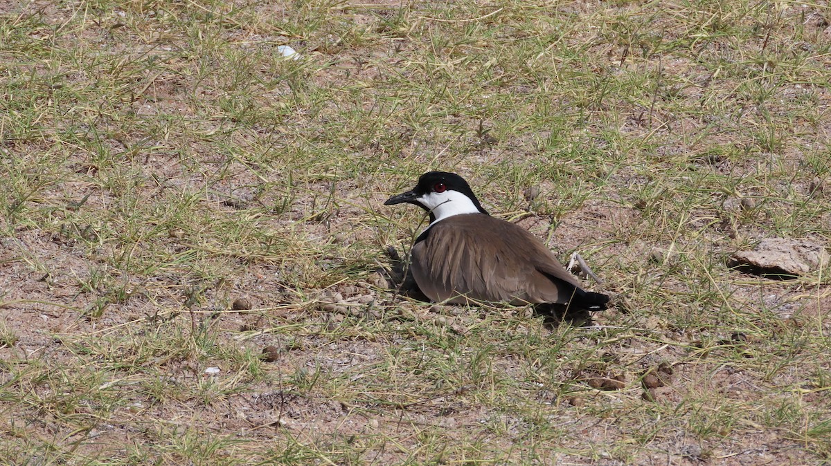 Spur-winged Lapwing - Todd Pepper