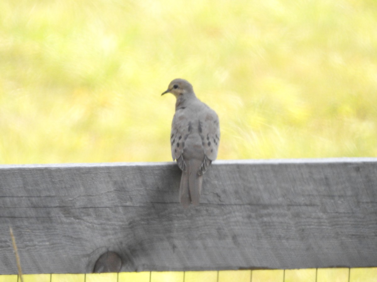 Mourning Dove - ML608055781