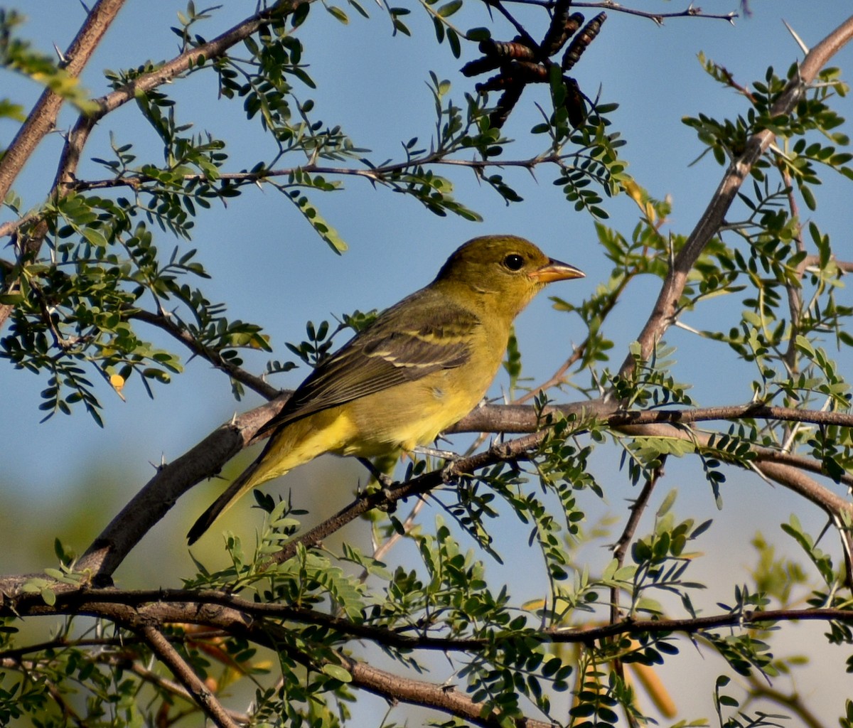 Western Tanager - ML608055971