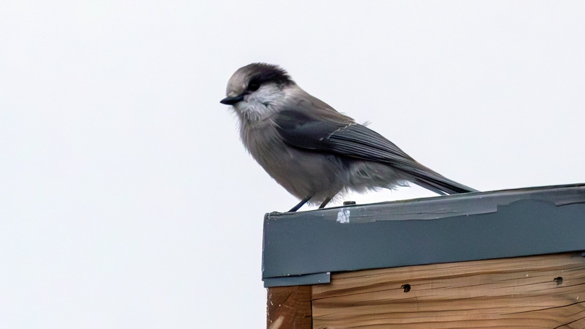 Canada Jay - Jim Gain