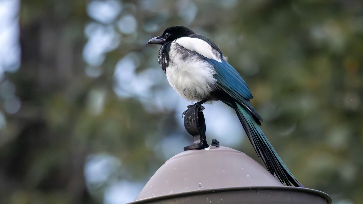 Black-billed Magpie - Jim Gain