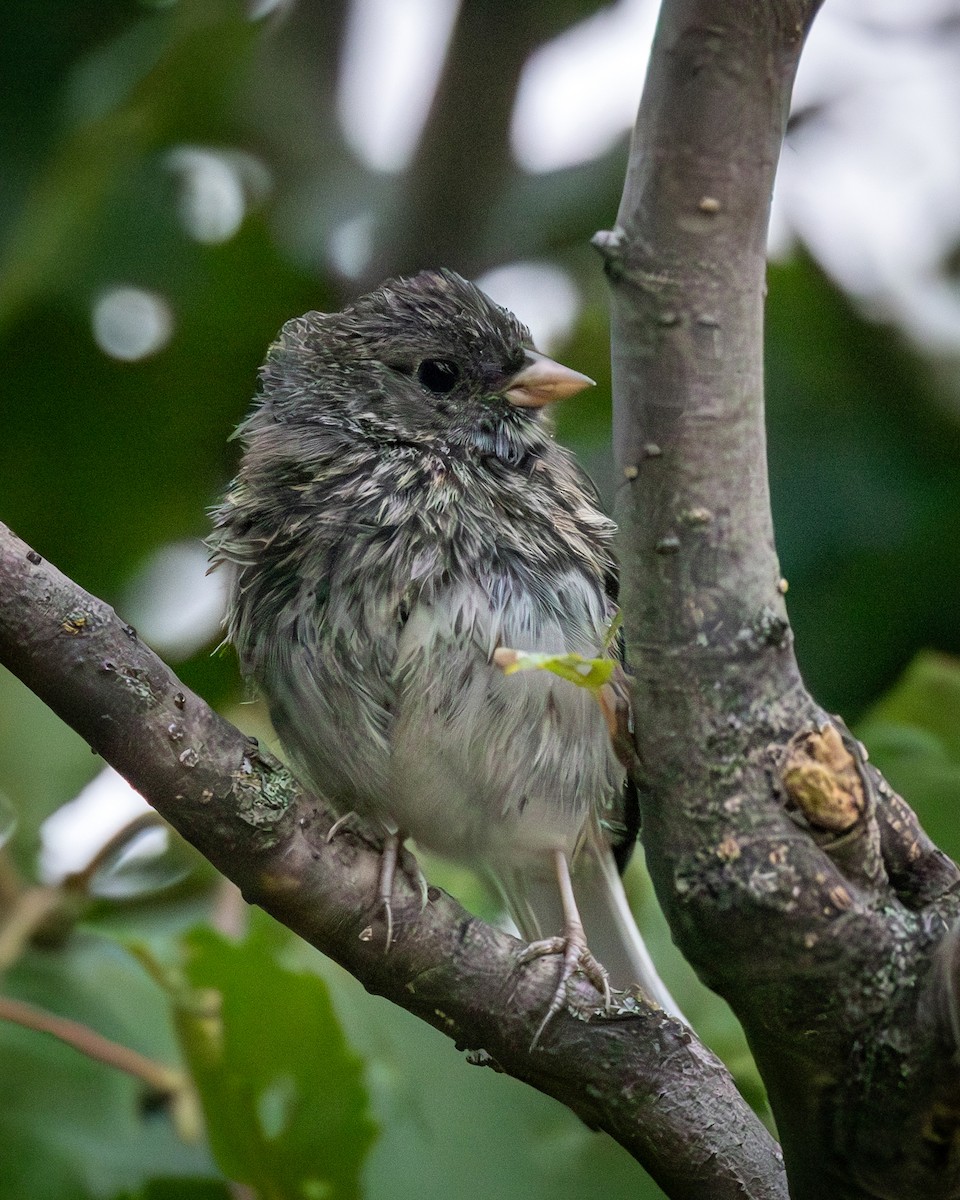 Junco Ojioscuro (hyemalis/carolinensis) - ML608056101