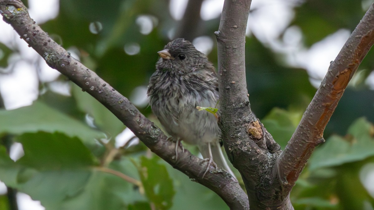 Юнко сірий (підвид hyemalis/carolinensis) - ML608056111