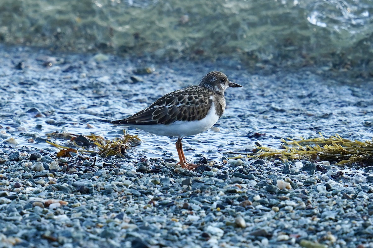 Ruddy Turnstone - ML608057611