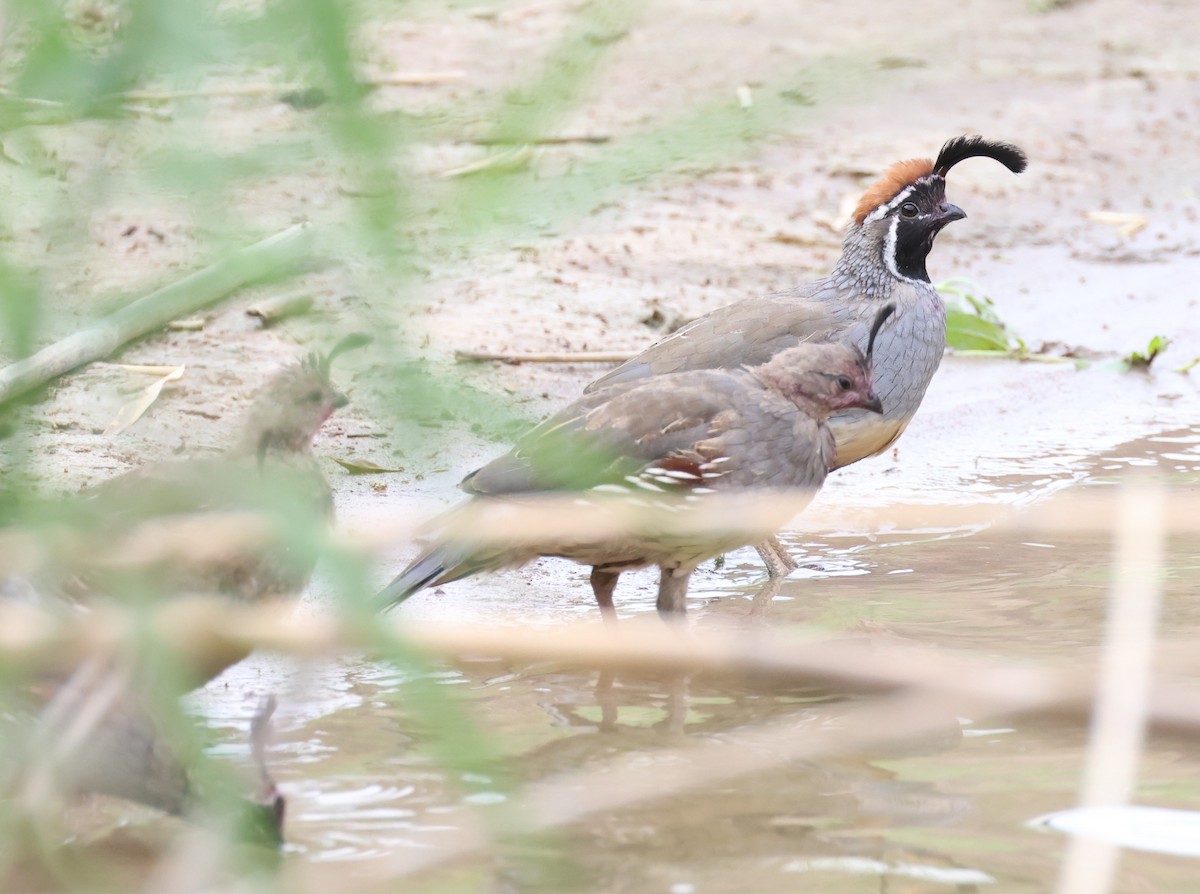 Gambel's Quail - ML608058311