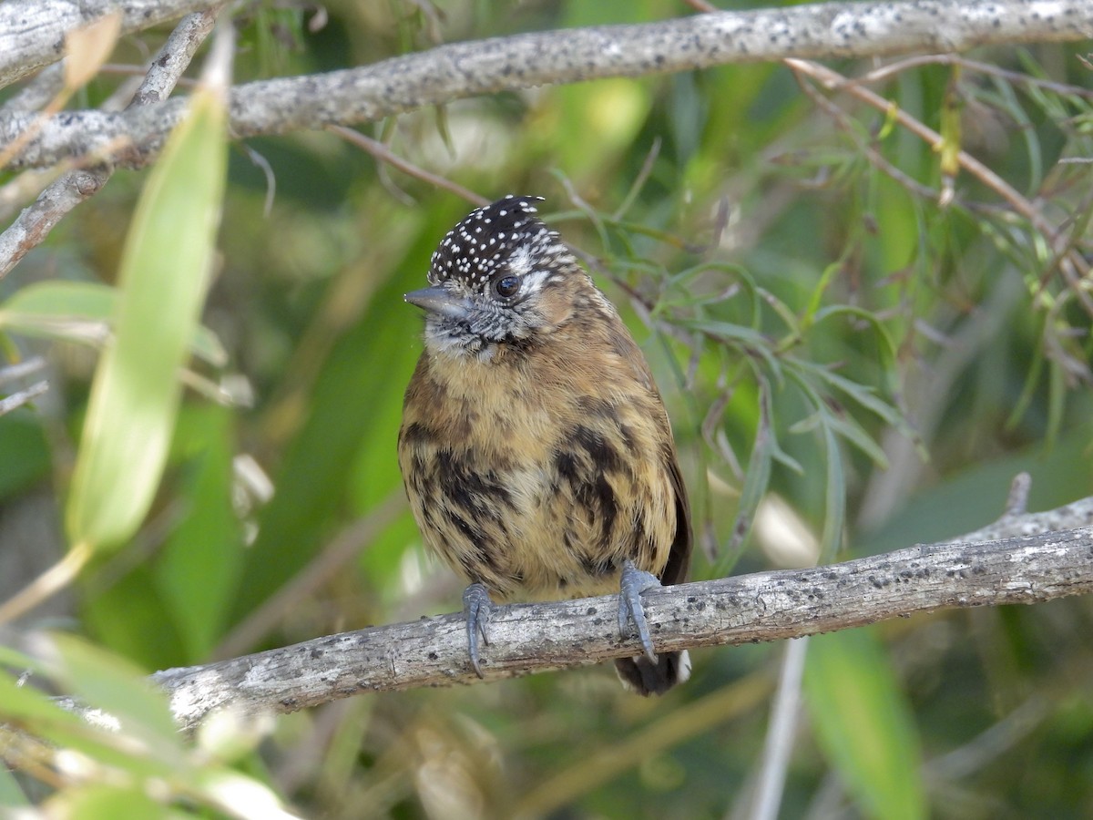 Mottled Piculet - Alejandra Pons