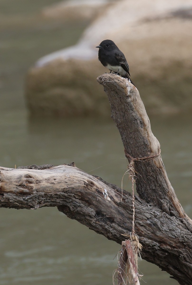 Black Phoebe - ML608058881