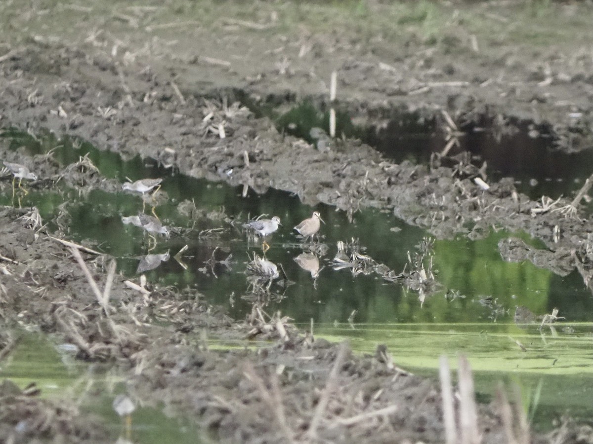 Short-billed Dowitcher - ML608059141