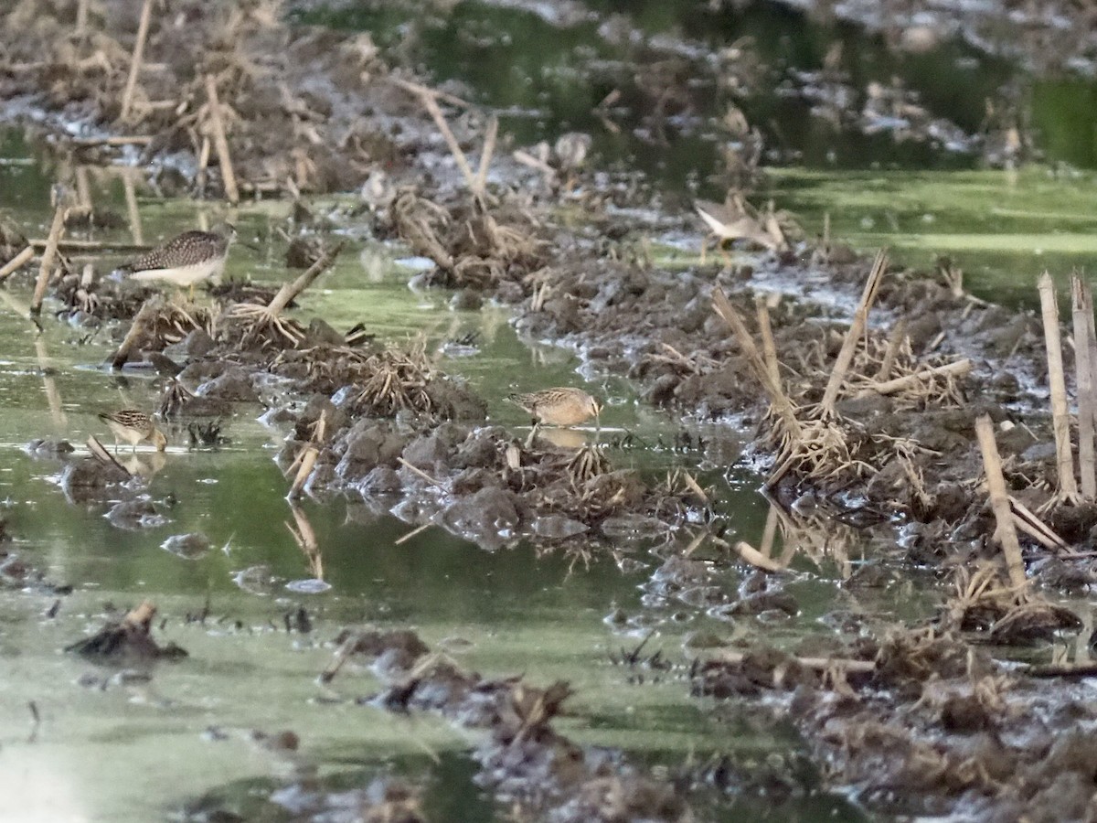 Short-billed Dowitcher - ML608059151