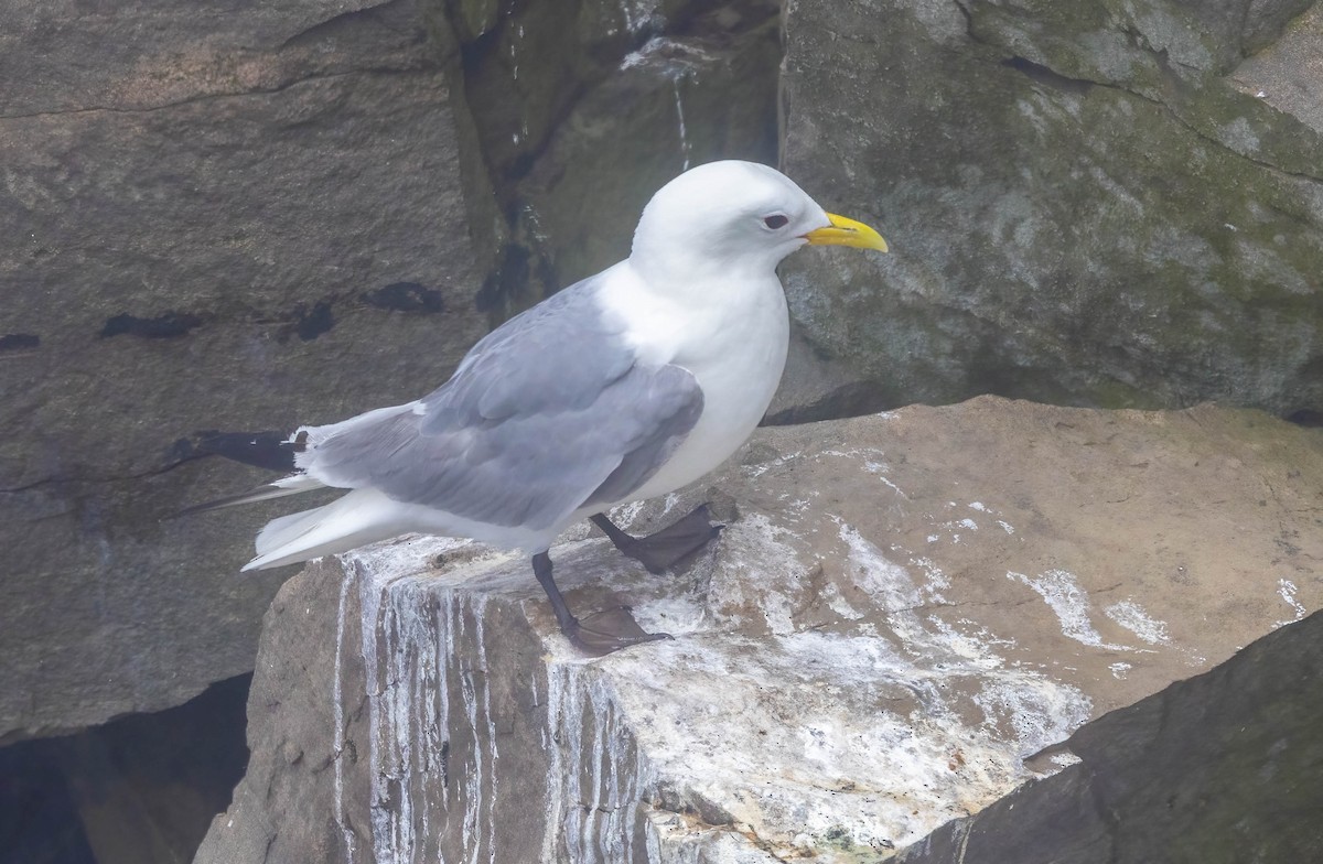 Black-legged Kittiwake - ML608059221