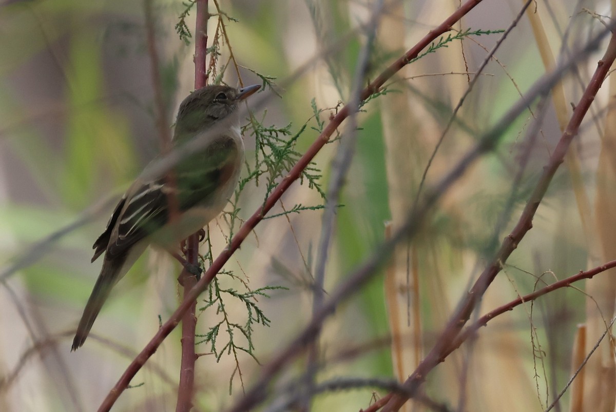 Willow Flycatcher - ML608059261