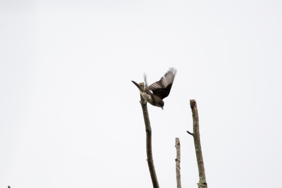 Olive-sided Flycatcher - ML608059461