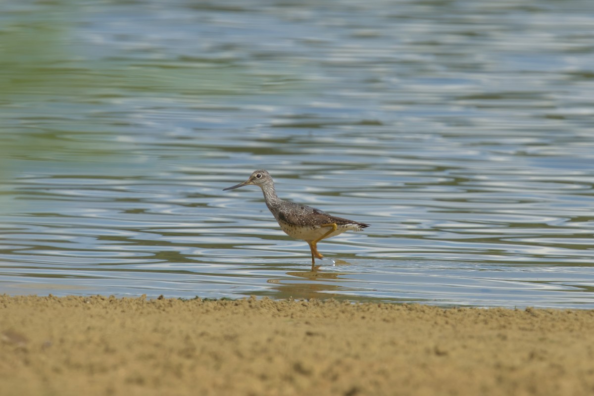 Greater Yellowlegs - ML608059581