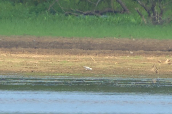 Piping Plover - ML608059631